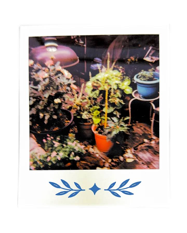 Potted plants crowded under a work lamp.