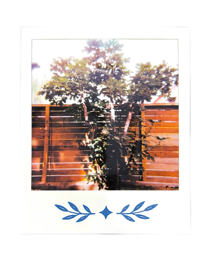 Trees over a wooden fence, shot into the light.